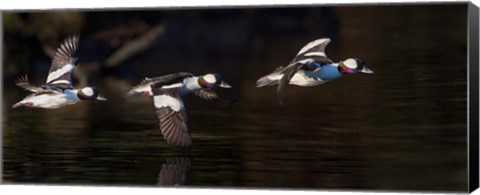 Framed Flight Sequence Of A Buffleheads Print