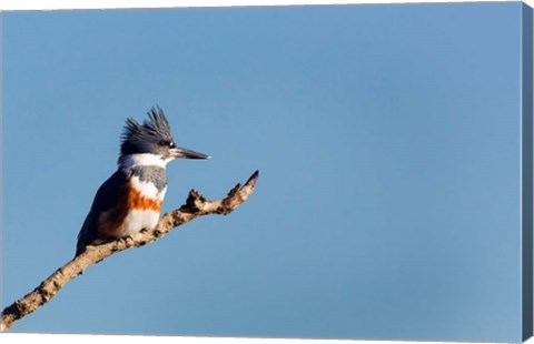 Framed Belted Kingfisher On A Perch Print