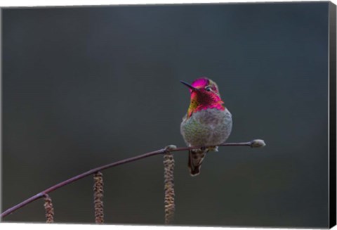 Framed Anna&#39;s Hummingbird Lashes Its Iridescent Gorget Print