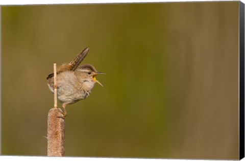 Framed Wren Sings From A Cattail In A Marsh On Lake Washington Print