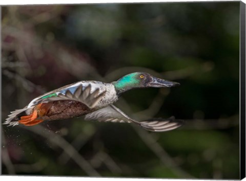 Framed Northern Shoveler In Flight Print