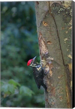 Framed Pileated Woodpecker Holing Out A Nest Print