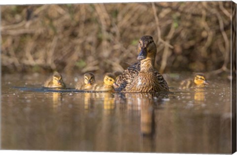 Framed Mallard Hen With Ducklings On The Shore Of Lake Washington Print