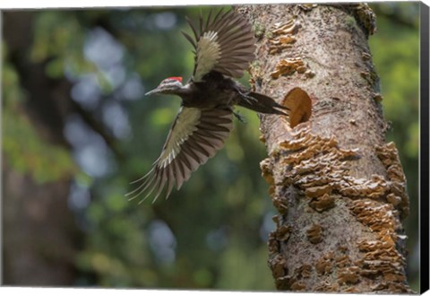 Framed Female Pileated Woodpecker Flies From Nest In Alder Snag Print