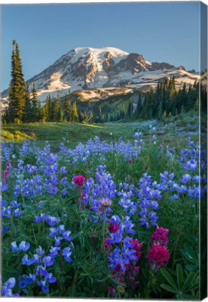 Framed Wildflowers And Mt Rainier At Mazama Ridge Print