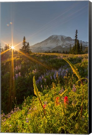 Framed Sunset At Mazama Ridge, Washington Print