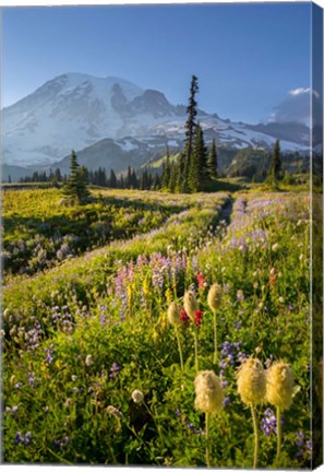 Framed Paradise Area Landscape Of Mt Rainier National Park Print