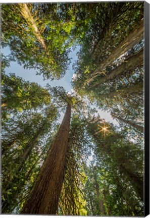 Framed Tall Conifers At The  Grove Of The Patriarchs, Mt Rainier National Park Print