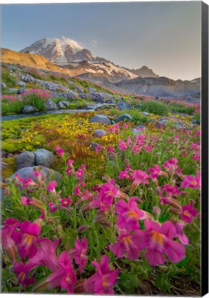 Framed Lewis&#39;s Monkeyflower Along The Panorama Trail Print