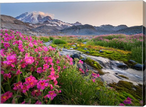 Framed Monkeyflowers Along The Paradise River Print