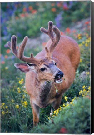 Framed Black-Tailed Buck Deer In Velvet Feeding On Wildflowers Print