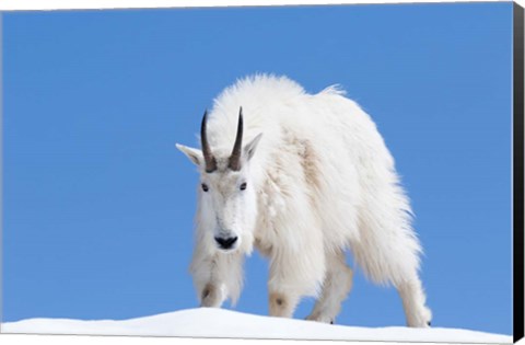 Framed Close-Up Of A Mountain Goat Print