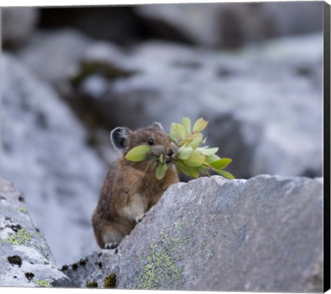 Framed American Pika Collecting Leaves Print