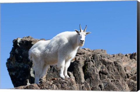 Framed Mountain Goat Climbing Rocks Print