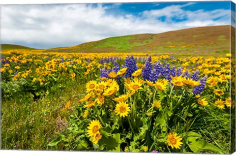 Framed Spring Wildflowers Cover The Meadows At Columbia Hills State Park Print