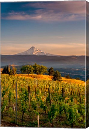 Framed Mt Hood From A Vineyard Print