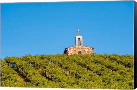 Framed Malbec Grapes In A Vineyard, Washington Print