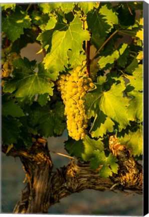 Framed Viognier Grapes In A Vineyard Print