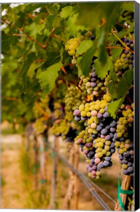 Framed Cabernet Franc Block In A Vineyard Print