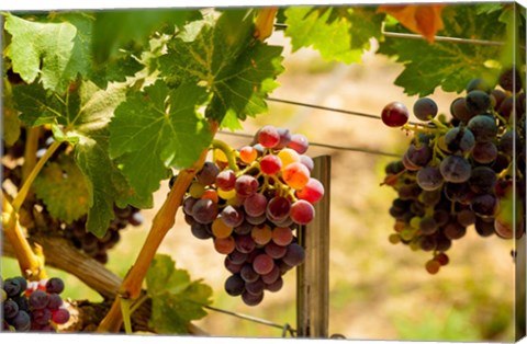 Framed Merlot Grapes In A Vineyard Print