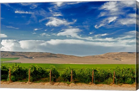 Framed Mattawa Vineyard On The Wahluke Slope Print