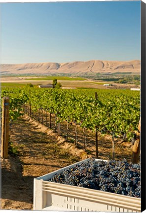 Framed Bin Of Cabernet Sauvignon Grapes At Harvest Print