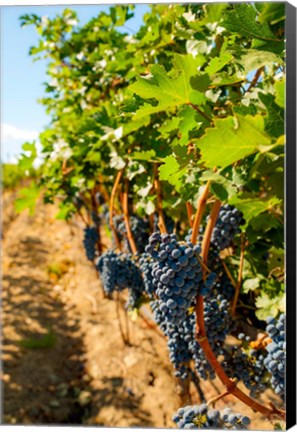 Framed Vineyard Grapes Near Harvest Print