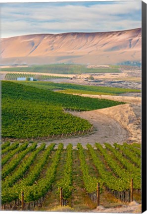 Framed Dusk On A Vineyard Print