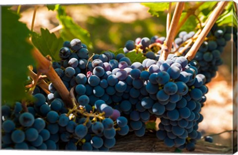 Framed Petit Verdot Grapes From A Vineyard Print