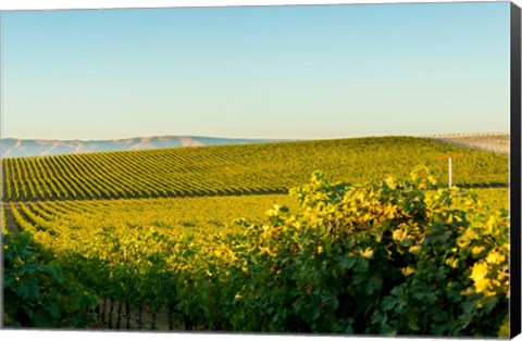 Framed Vineyard At Royal Slope, Washington State Print