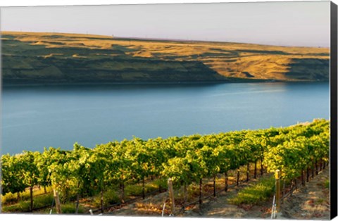 Framed Vineyard Overlooking The Columbia River Print