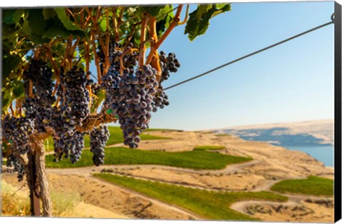 Framed Merlot Grapes Hanging In A Vineyard Print