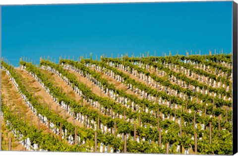 Framed Rows Of Young Vines Print