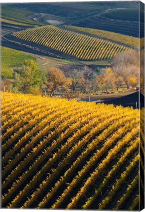 Framed Vineyards, Walla Walla, Washington State Print