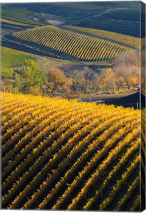 Framed Vineyards, Walla Walla, Washington State Print