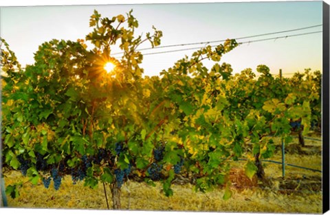 Framed Sun Burst In A Vineyard Print