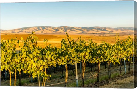 Framed Blue Mountains Overlook A Vineyard, Washington State Print