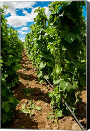 Framed Vineyard Region Known As The Rocks Print