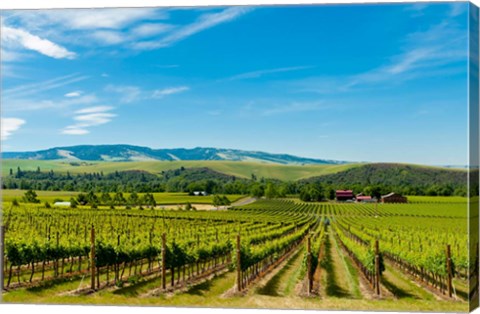 Framed Vineyard Landscape In Walla Walla Print