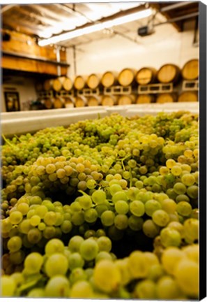 Framed Bin Of Chardonnay Grapes Awaits Beind Crushed Print