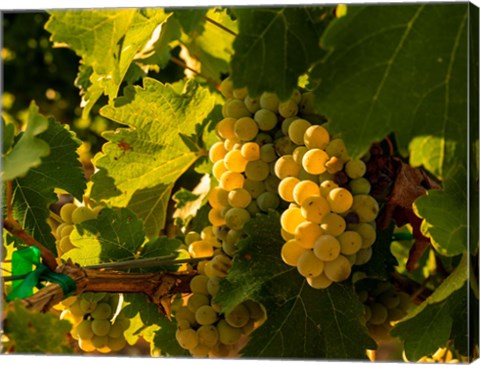 Framed Sauvignon Blanc Grapes Print