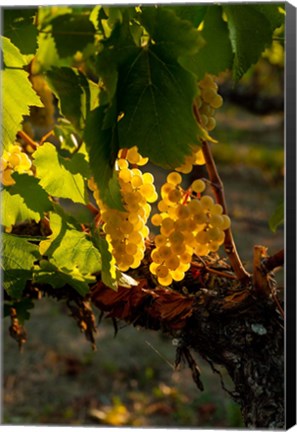 Framed Harvest Time In A Vineyard Print