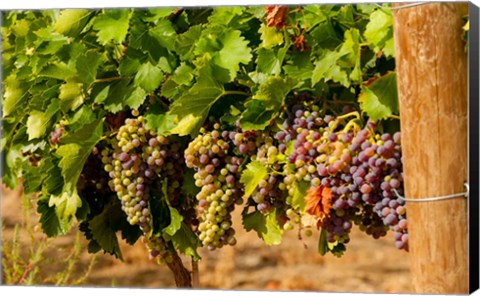 Framed Wine Grapes In Veraison In A Vineyard Print