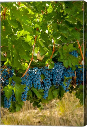Framed Cabernet Sauvignon Grapes Near Harvest Print