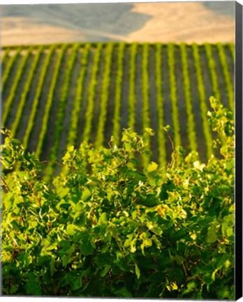 Framed Vineyard At Mabton, Washington State Print