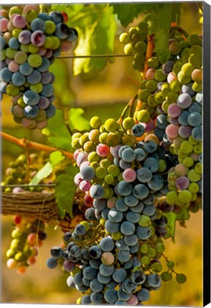 Framed Cabernet Franc Block In Harvest Print