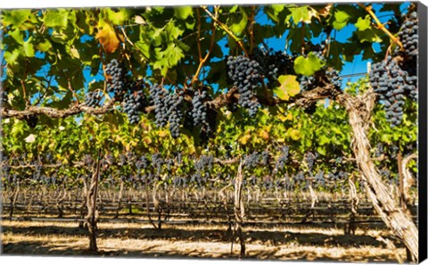 Framed Petit Verdata Block In Red Mountain At Harvest Print