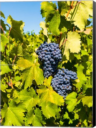 Framed Syrah Grapes In Sunlight Print