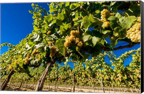 Framed Riesling Grapes In A Columbia River Valley Vineyard Print