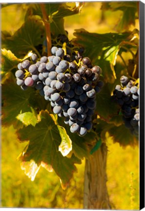 Framed Grenache Grapes In A Columbia River Valley Vineyard Print